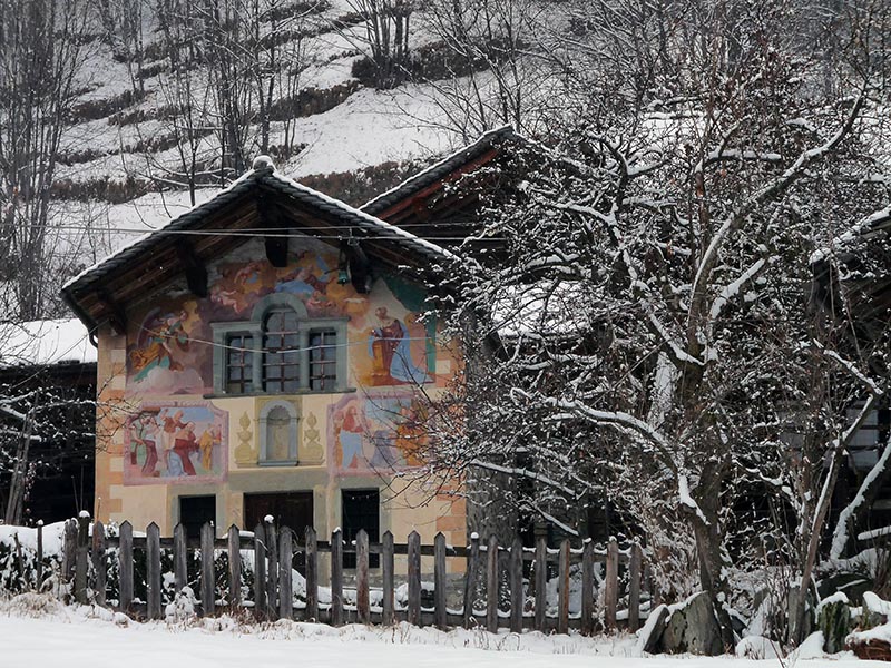 Perichaena corticalis